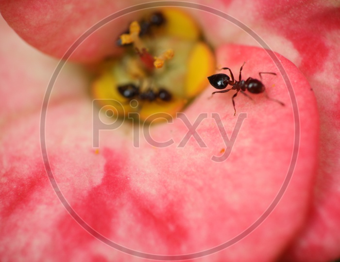 Macro shot of Black Ant on red flower