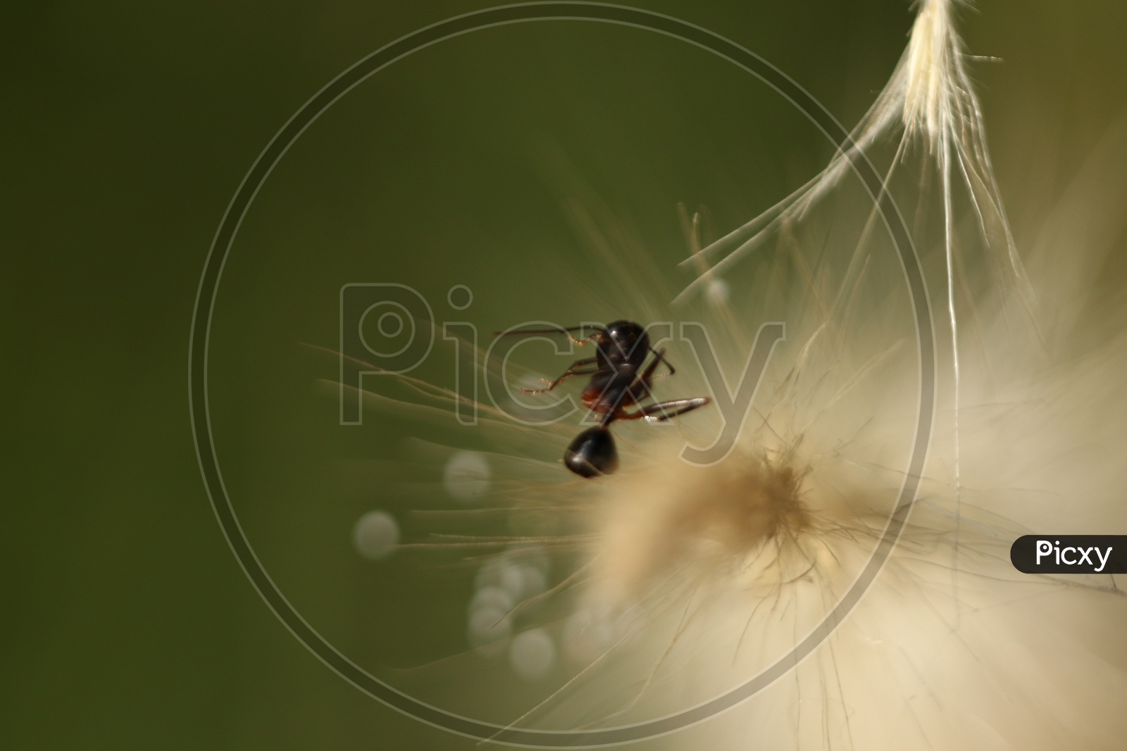 Close up shot of Ant on white flower