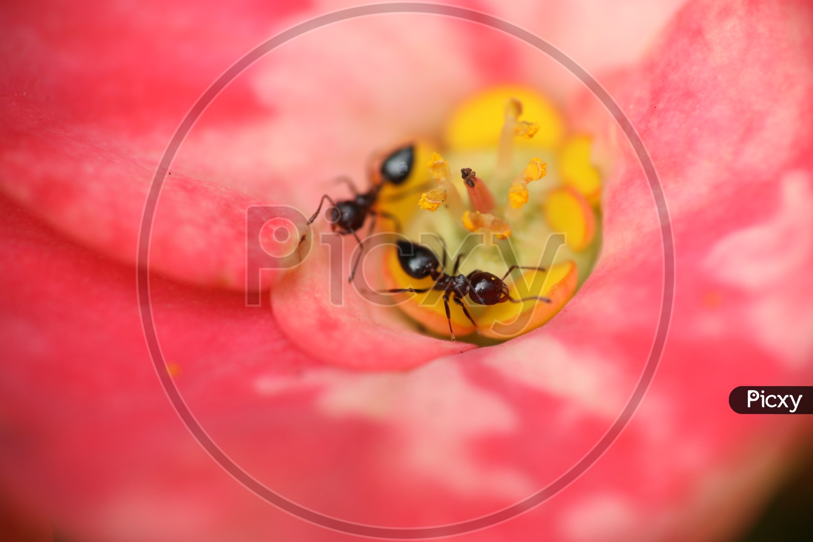 Macro shot of ants on red flower