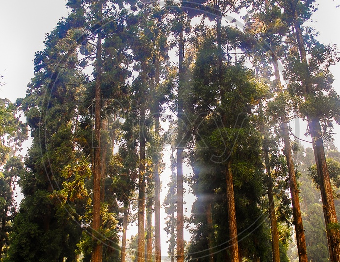 Tall Pine Trees In Leh