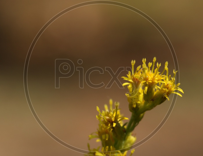 Close up shot of Yellow flowers