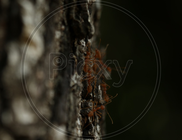 Macro shot of ants on tree
