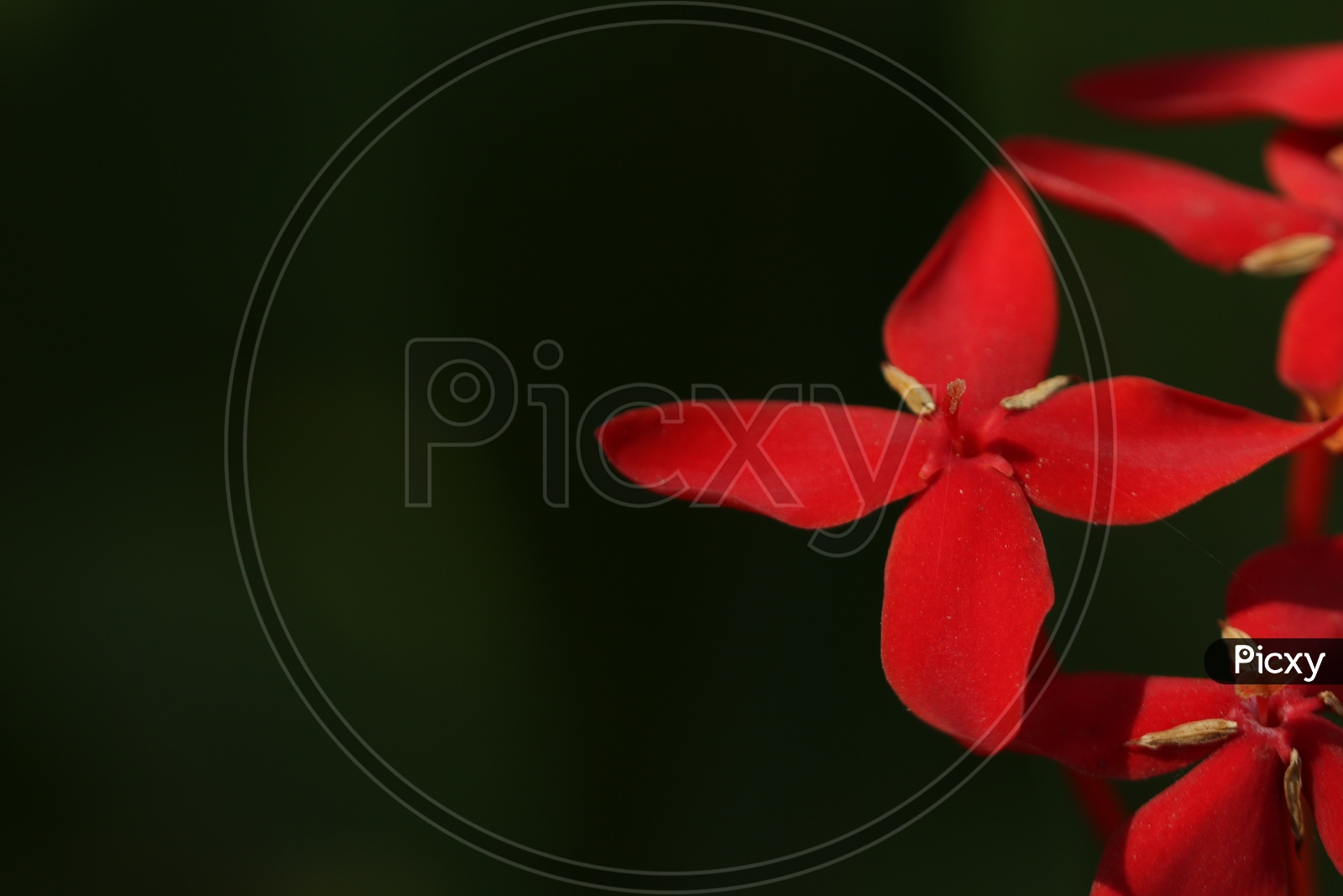Close up shot of Red flower