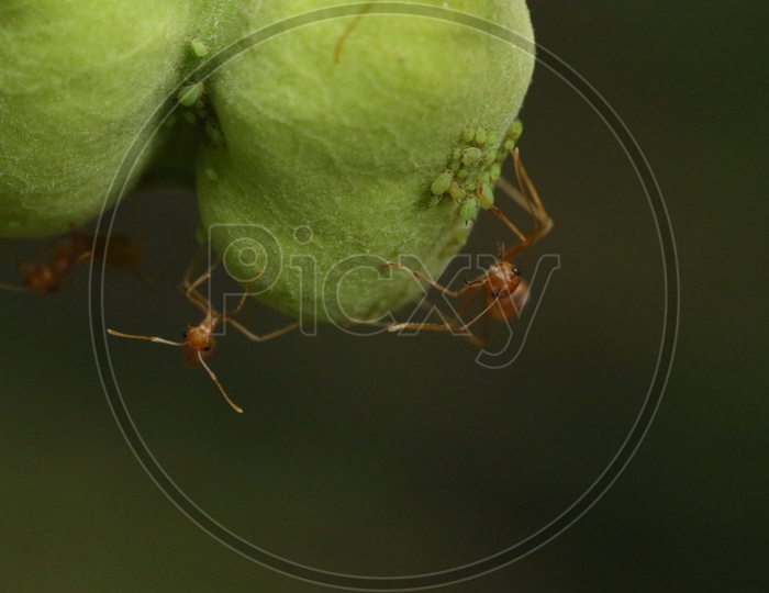 Macro shot of an Ant on a green leaf