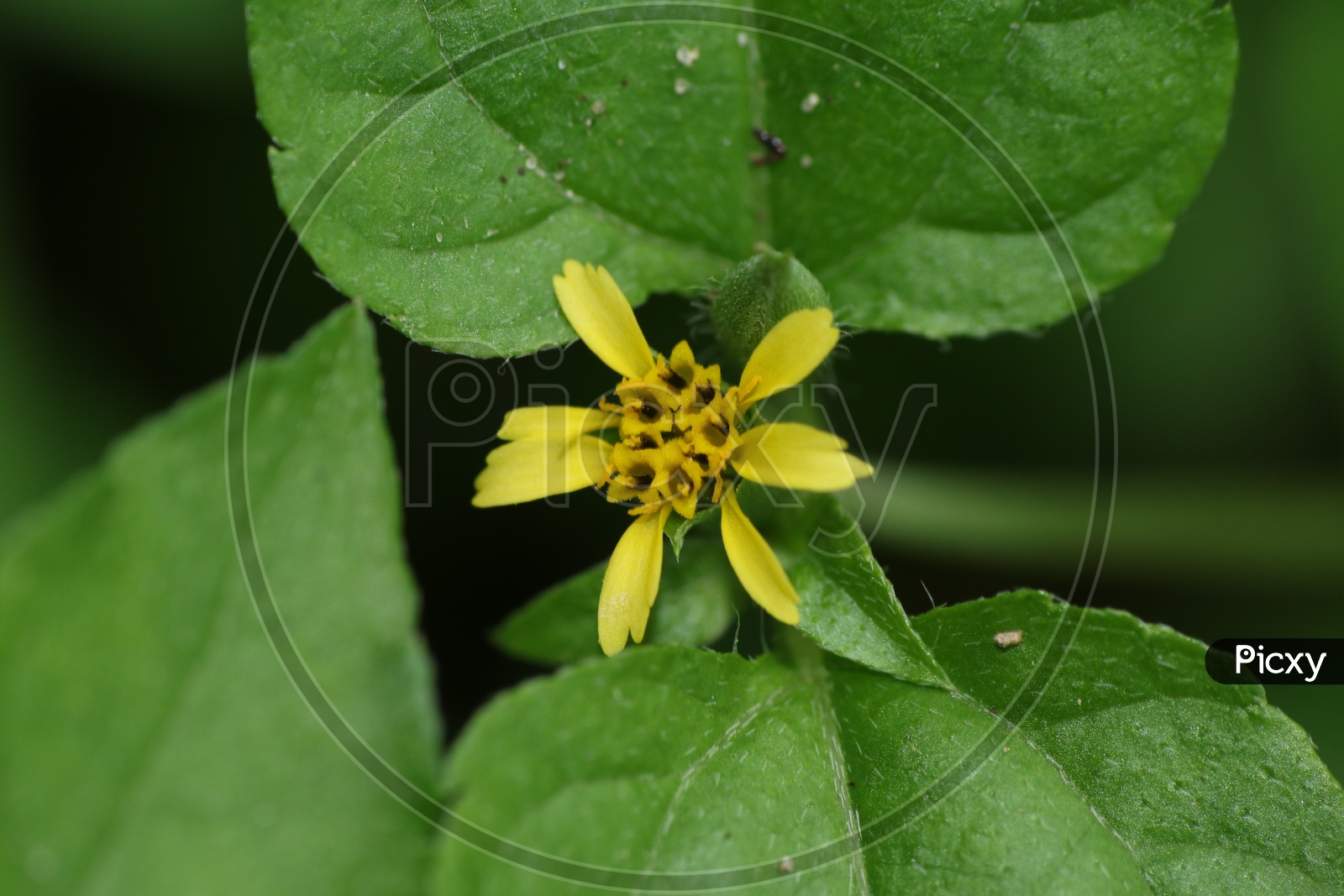 Close up shot of Yellow Flower,Macro shot