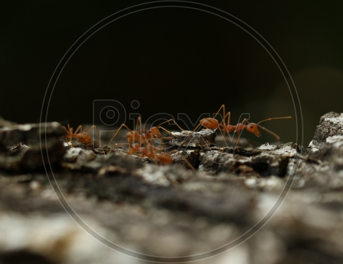 A Closeup Shot Of a Pharoah ant