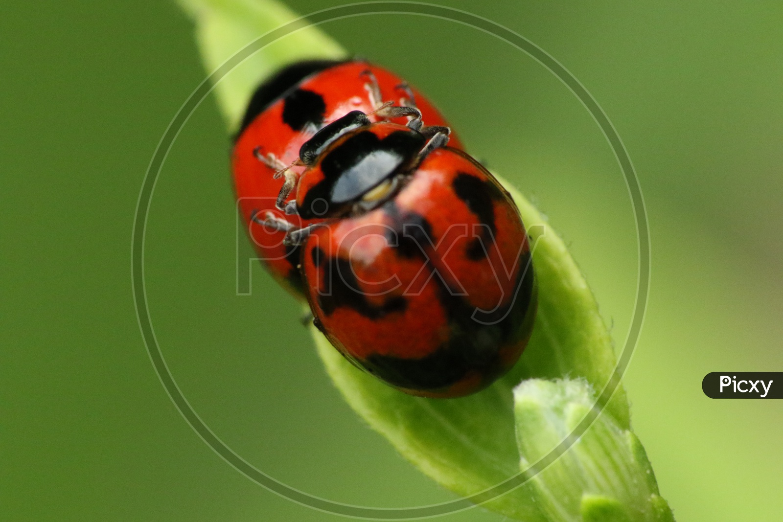 close up shot of Ladybug on green leaf
