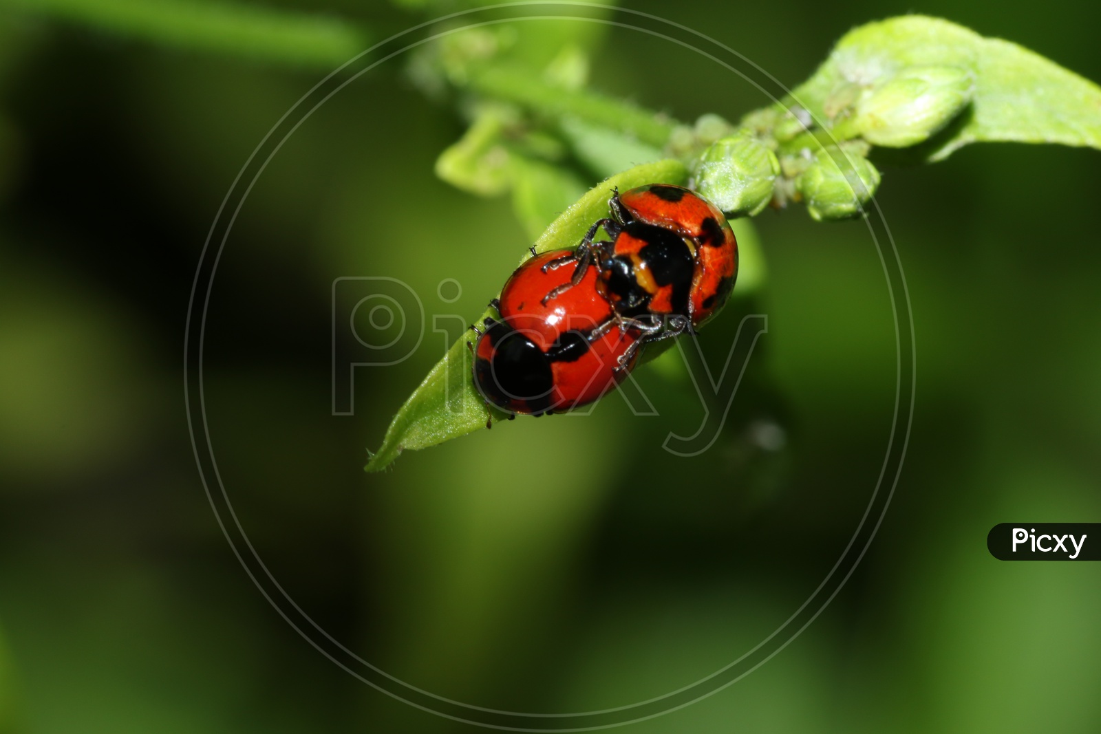 Ladybug on the green leaf, macro shot