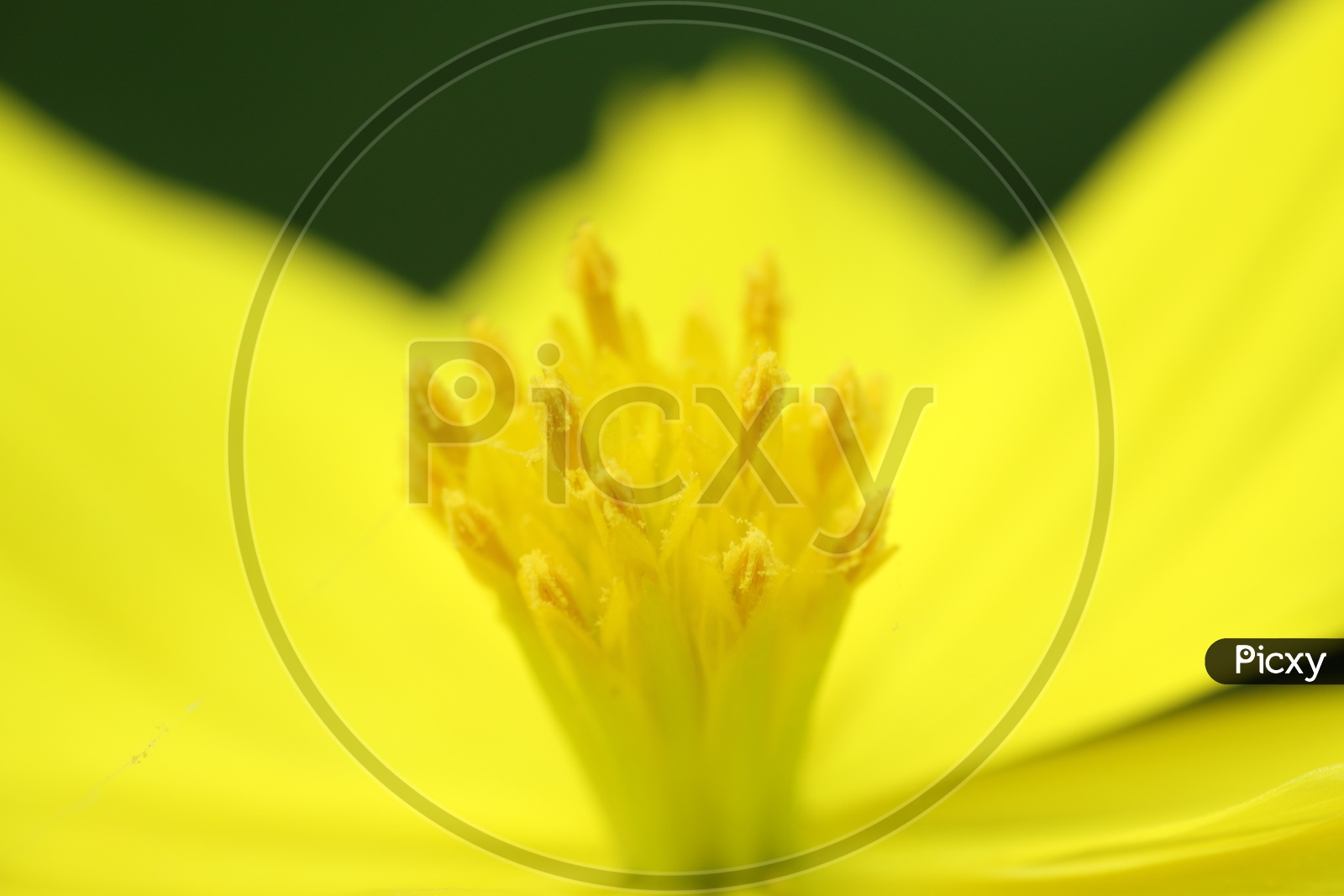 Macro shot of yellow Flower