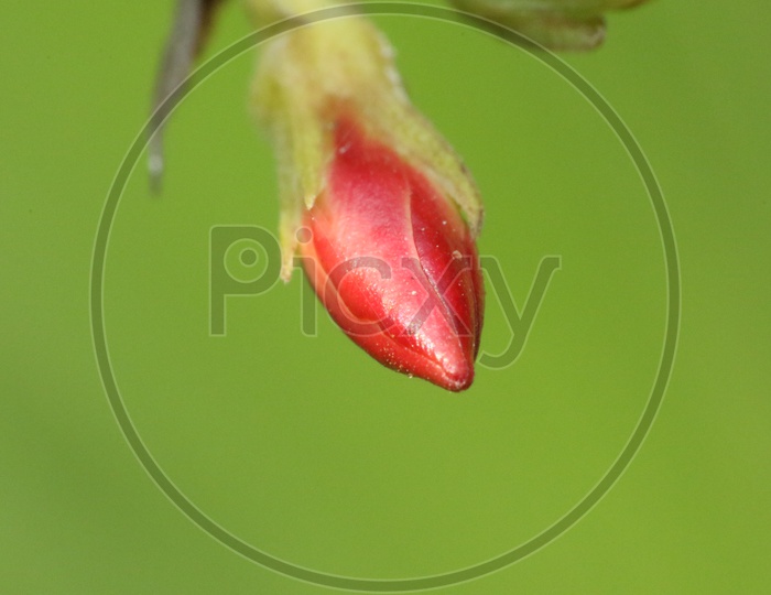 Close up of a Flower Bud