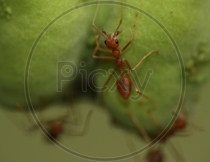 Macro shot of Ants on Green Leaf