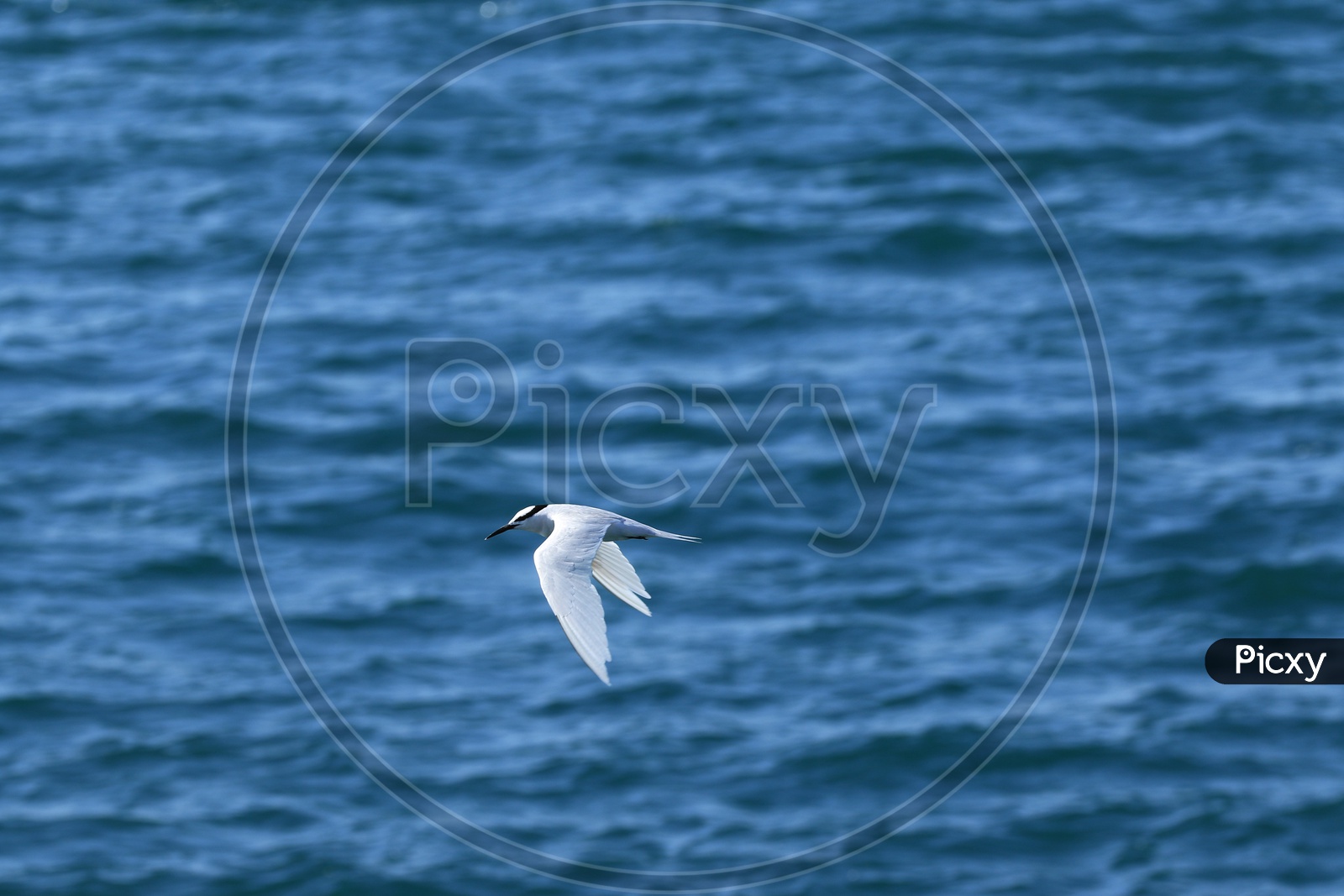 Flying white bird over the blue sea