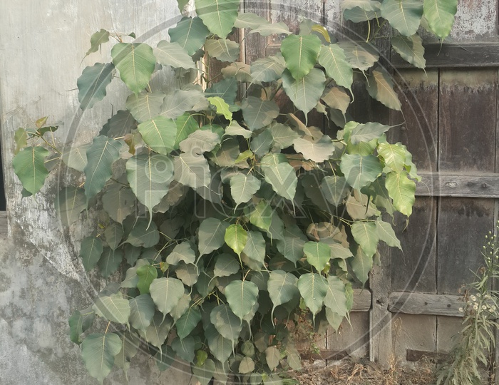 sasacred fig tree grown on Old Doors In Indian Villages