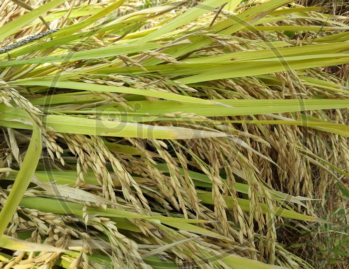 Paddy rice field closeup.riped rice paddy cutted