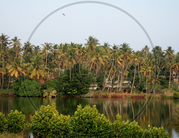 Landscape of Pond surrounded by Coconut trees