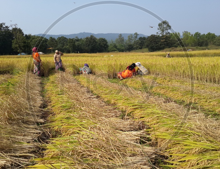 Rice paddy in farm.