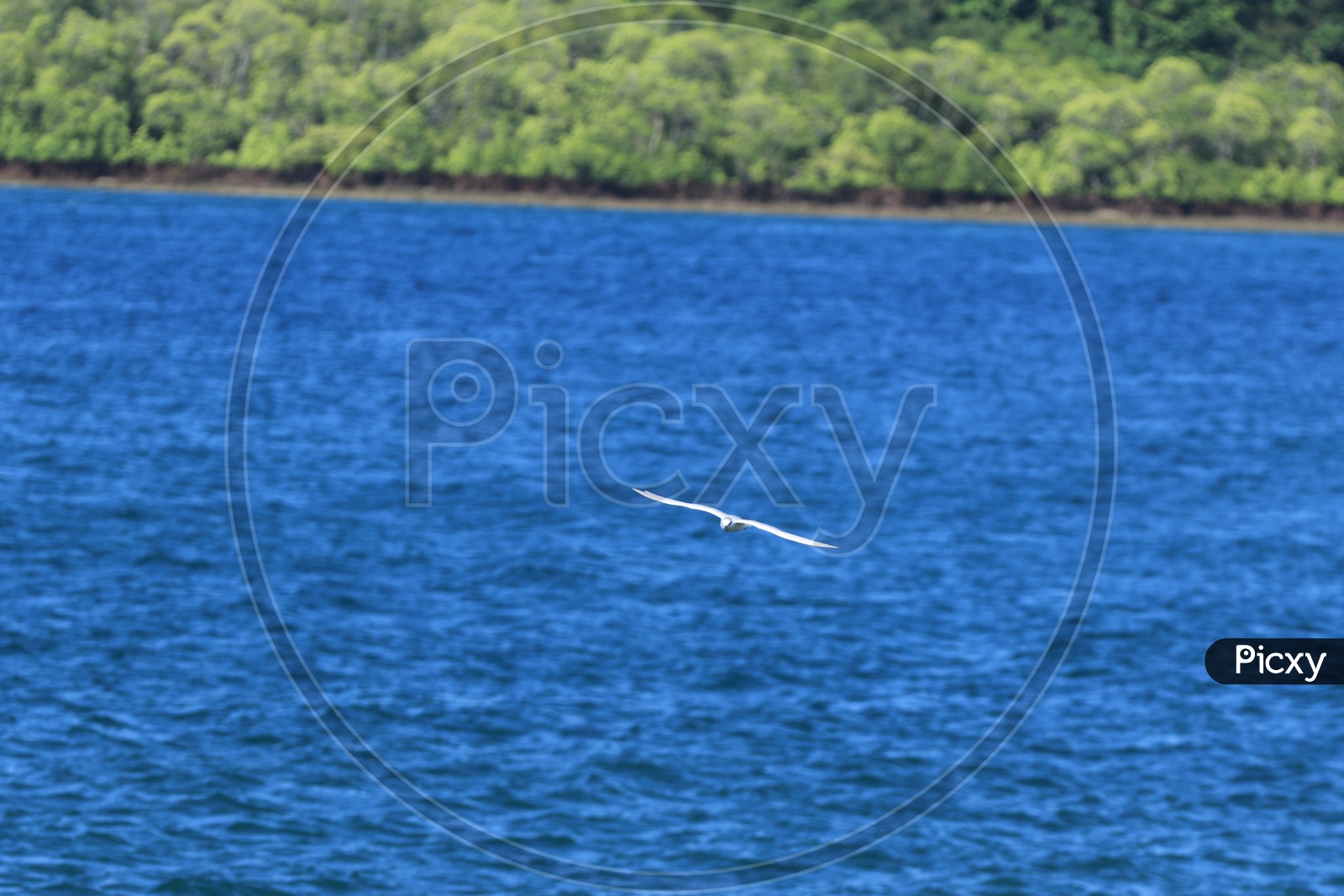 White bird over the Deep Blue Waters Bay Bengal Sea
