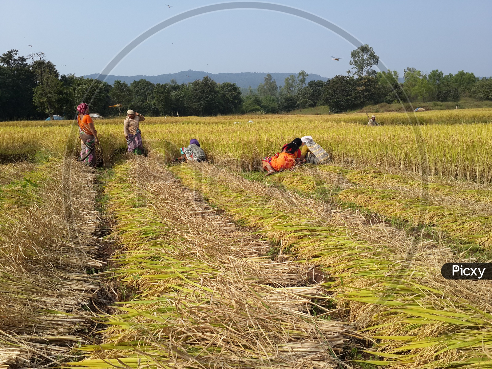 Rice paddy in farm.