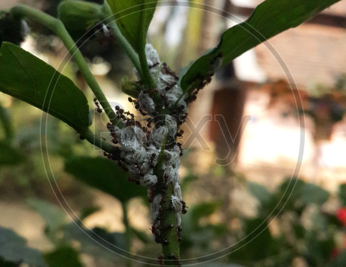 Ants On a Plant Closeup Shot