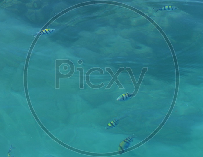 Fishes under green water - Bay of Bengal
