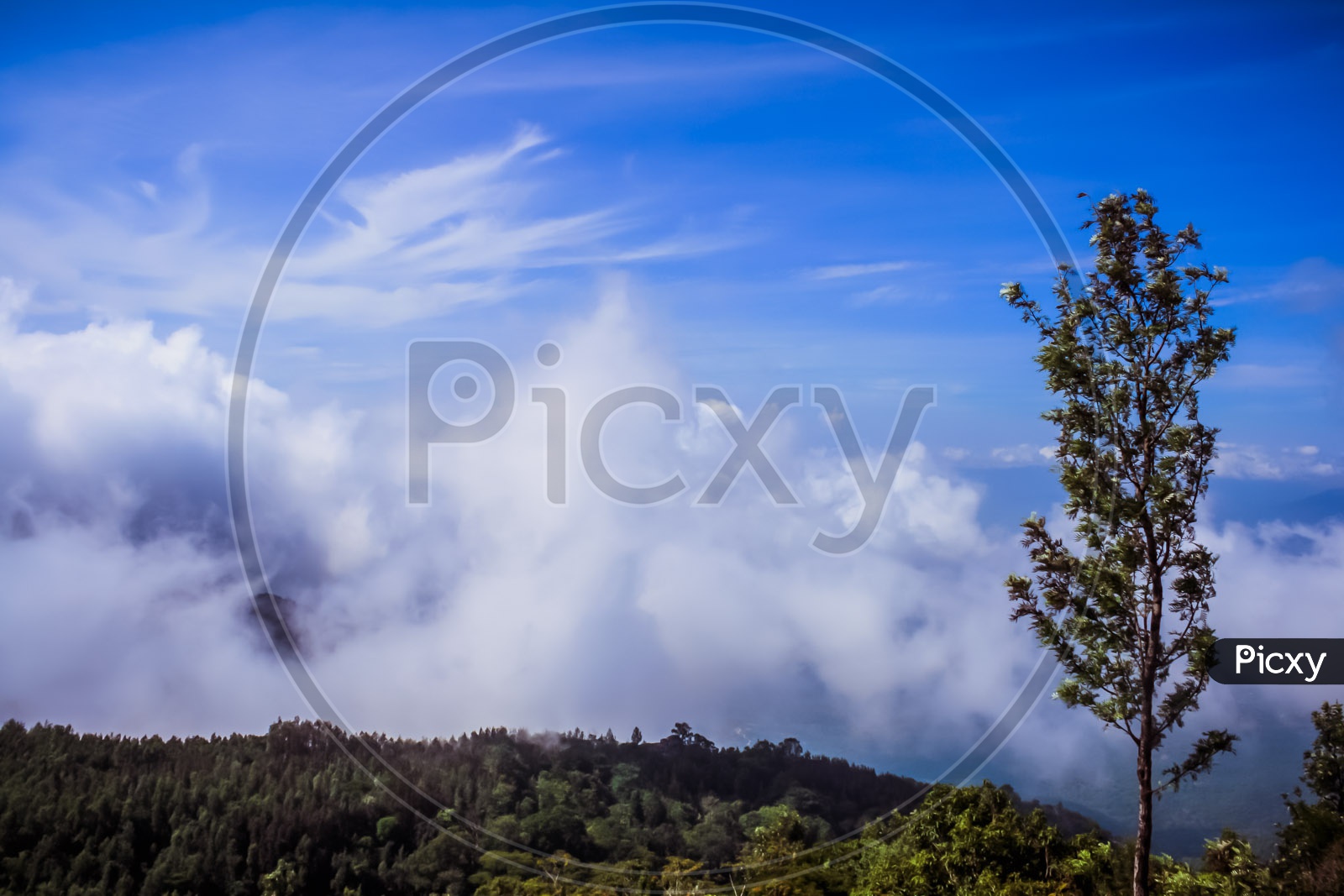 Landscape of Floating clouds on trees