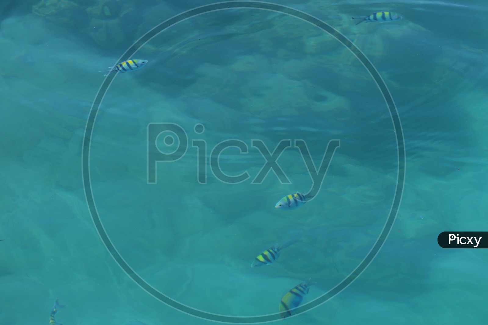 Fishes under green water - Bay of Bengal