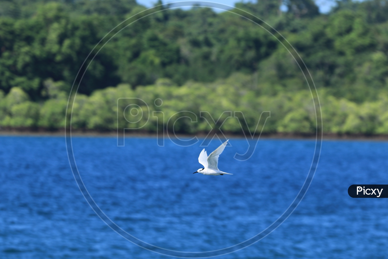 White bird over the Deep Blue Waters Bay Bengal Sea