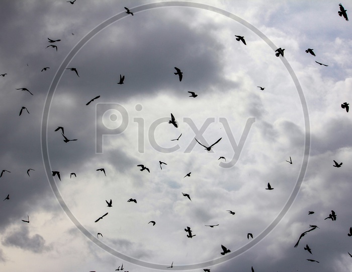 Birds flying in Sky