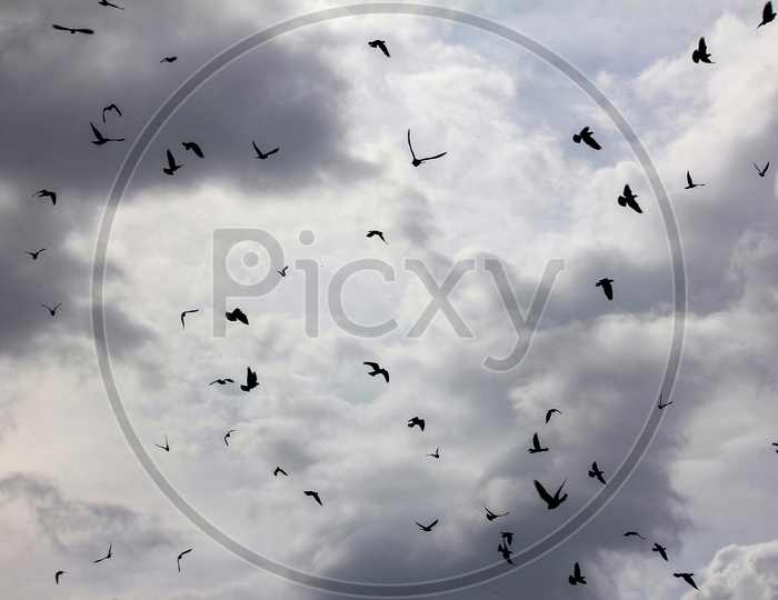 Birds flying in Sky