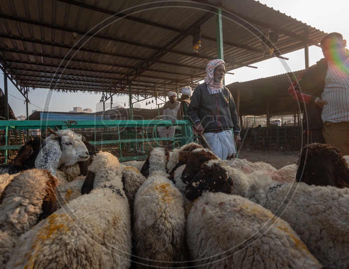 Sheep Vendor