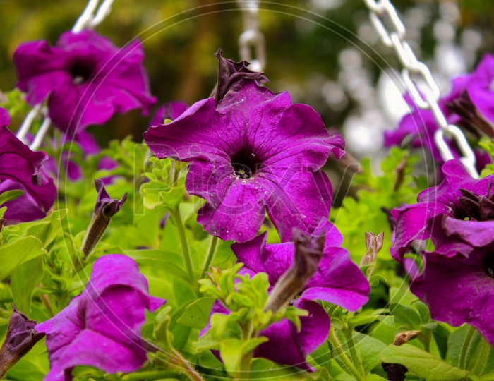 Purple Petunia Decor Flowers