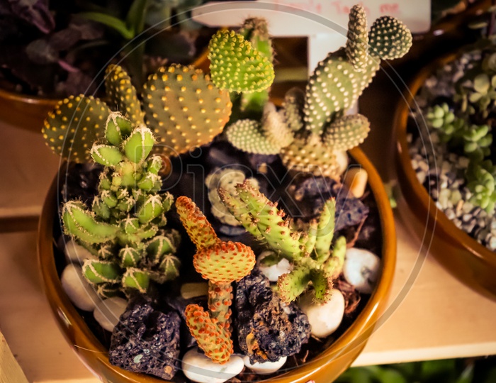 Cactus plants in pot