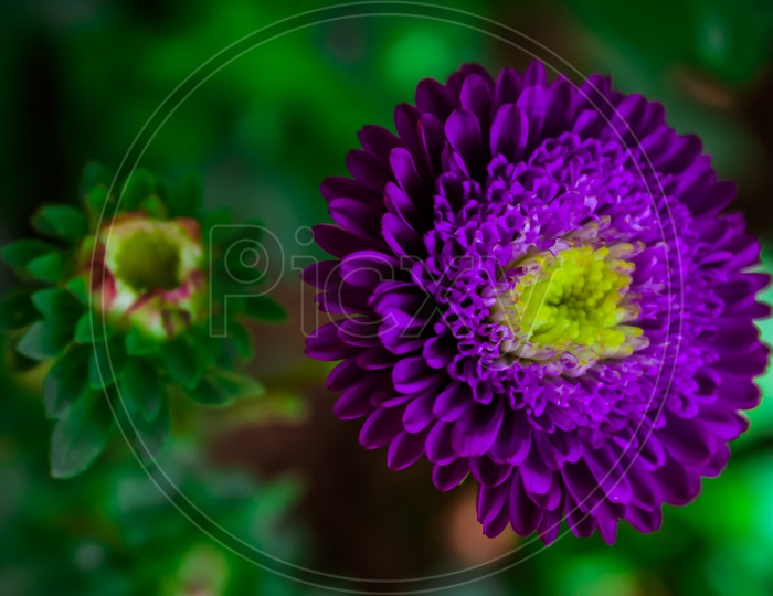 Purple Aster Kurenai Flower