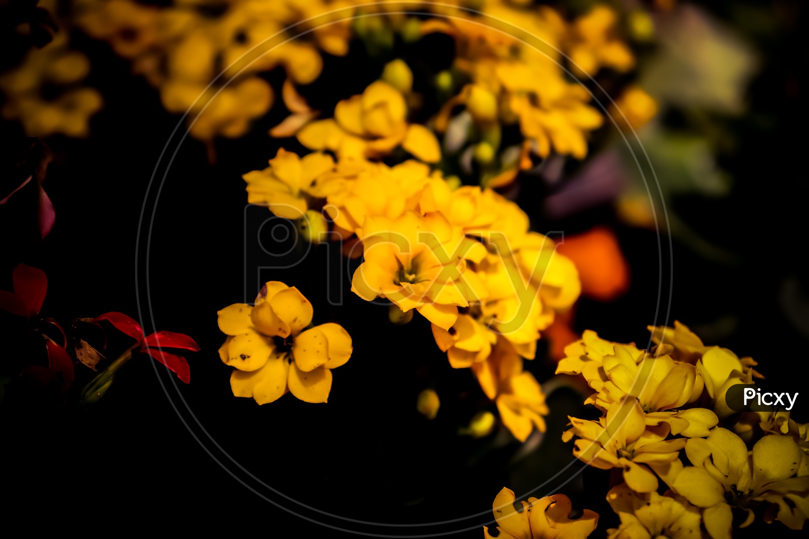 Yellow Kalanchoe flowers