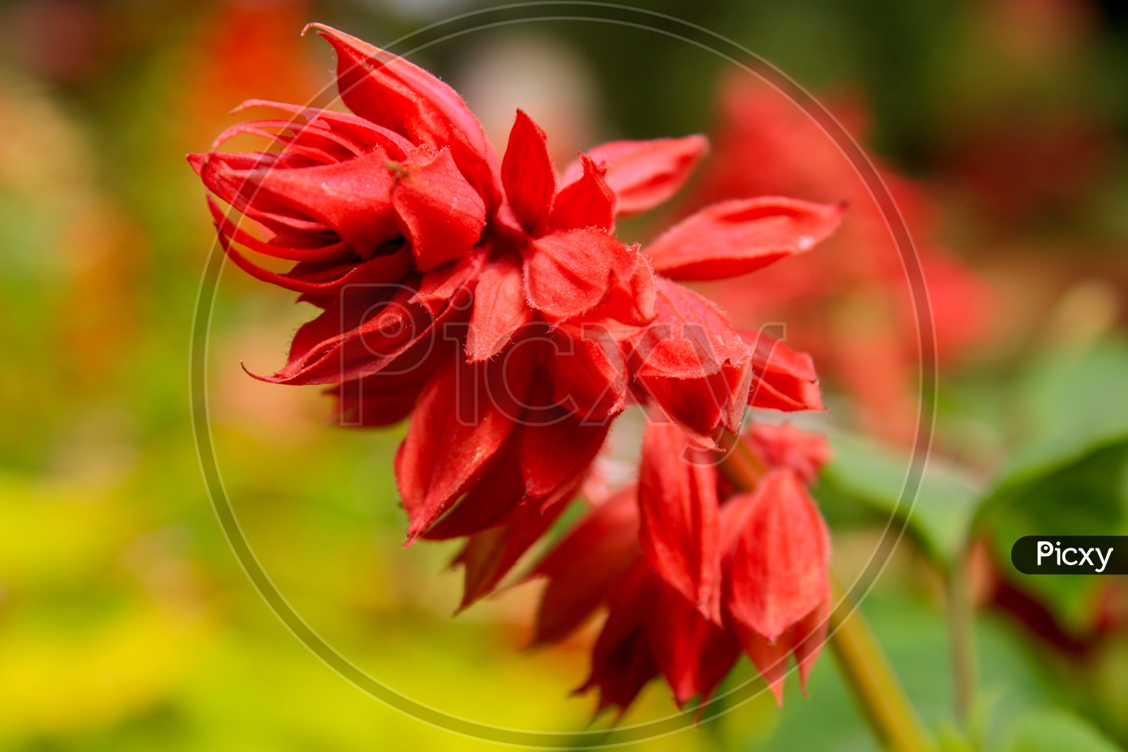 Red Salvia Flowers