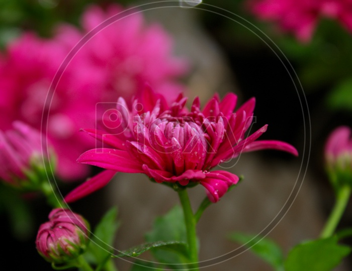 Pink Chrysanthemum morifolium Flower
