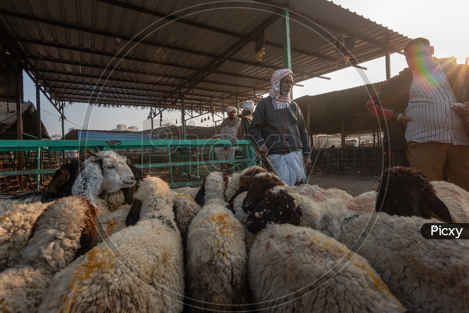 Sheep Vendor