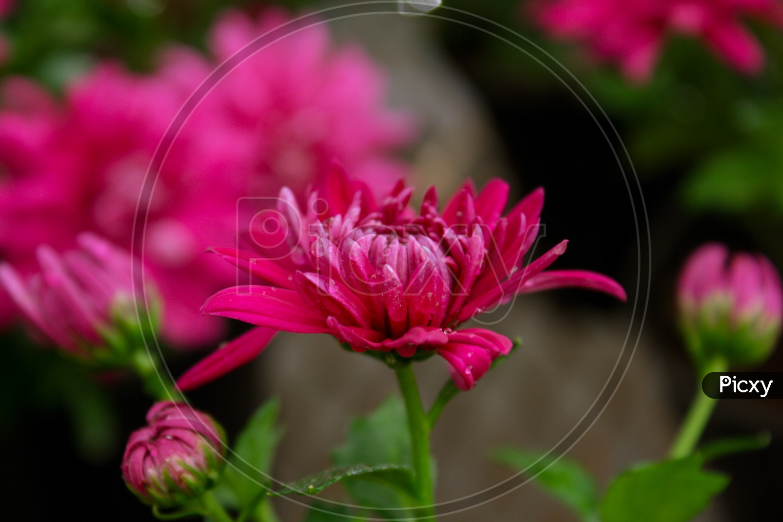 Pink Chrysanthemum morifolium Flower