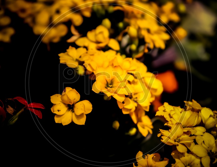 Yellow Kalanchoe flowers