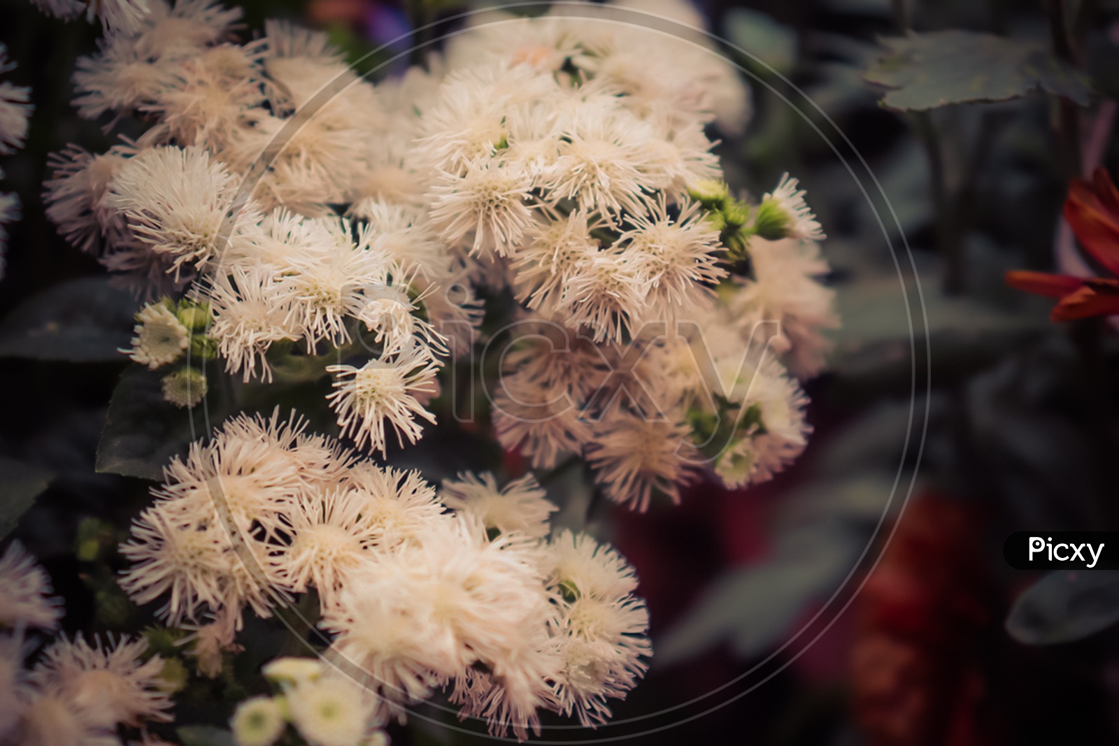 White Ageratum Flowers