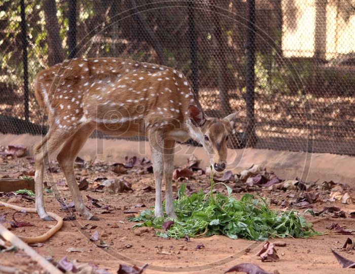 Deer eating leaves