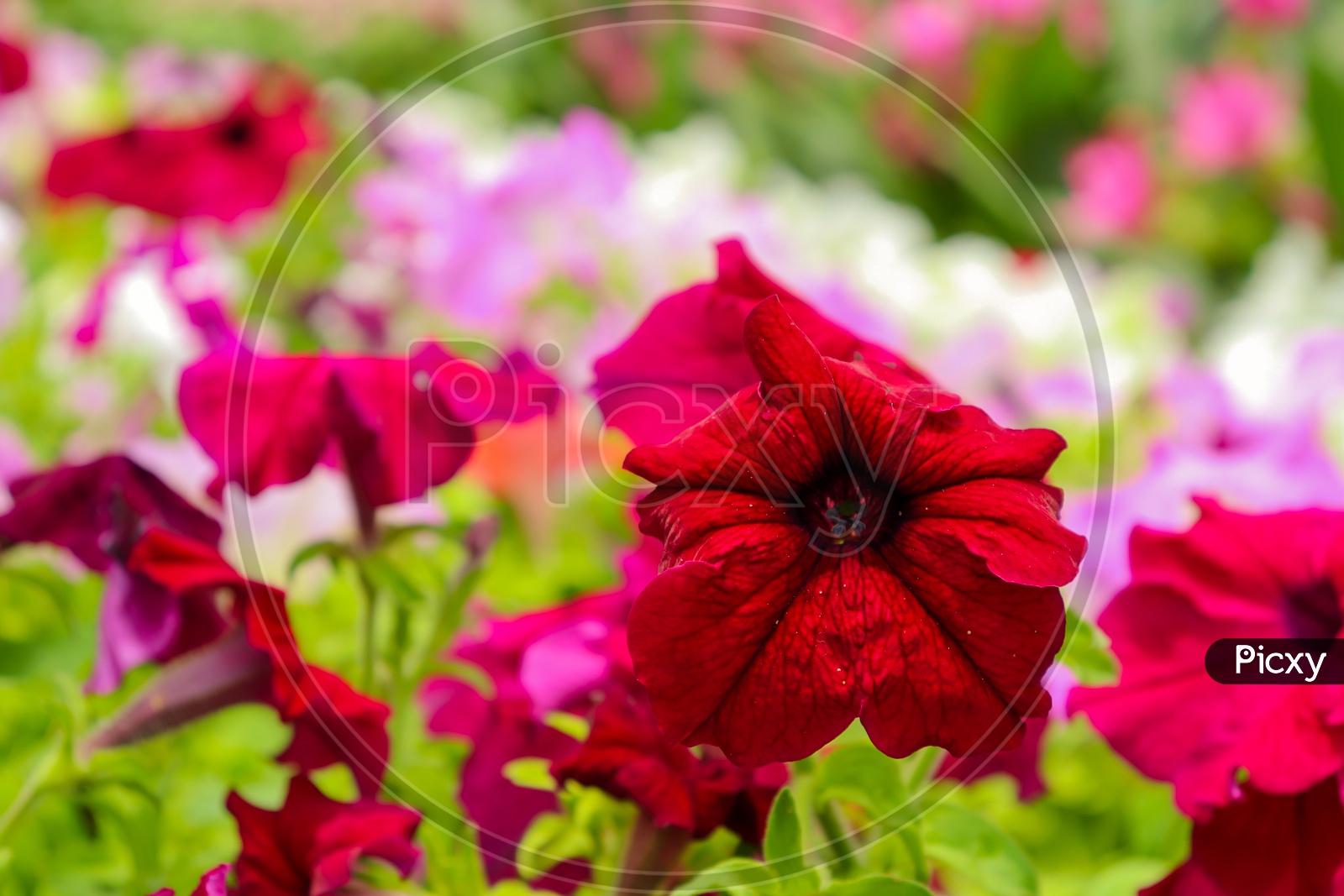 Red Petunia Flowers