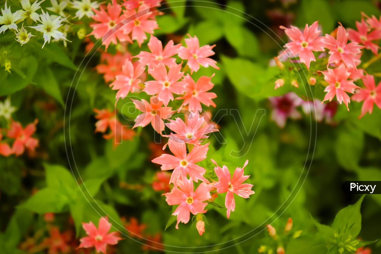 Small Pink Star Phlox Flowers