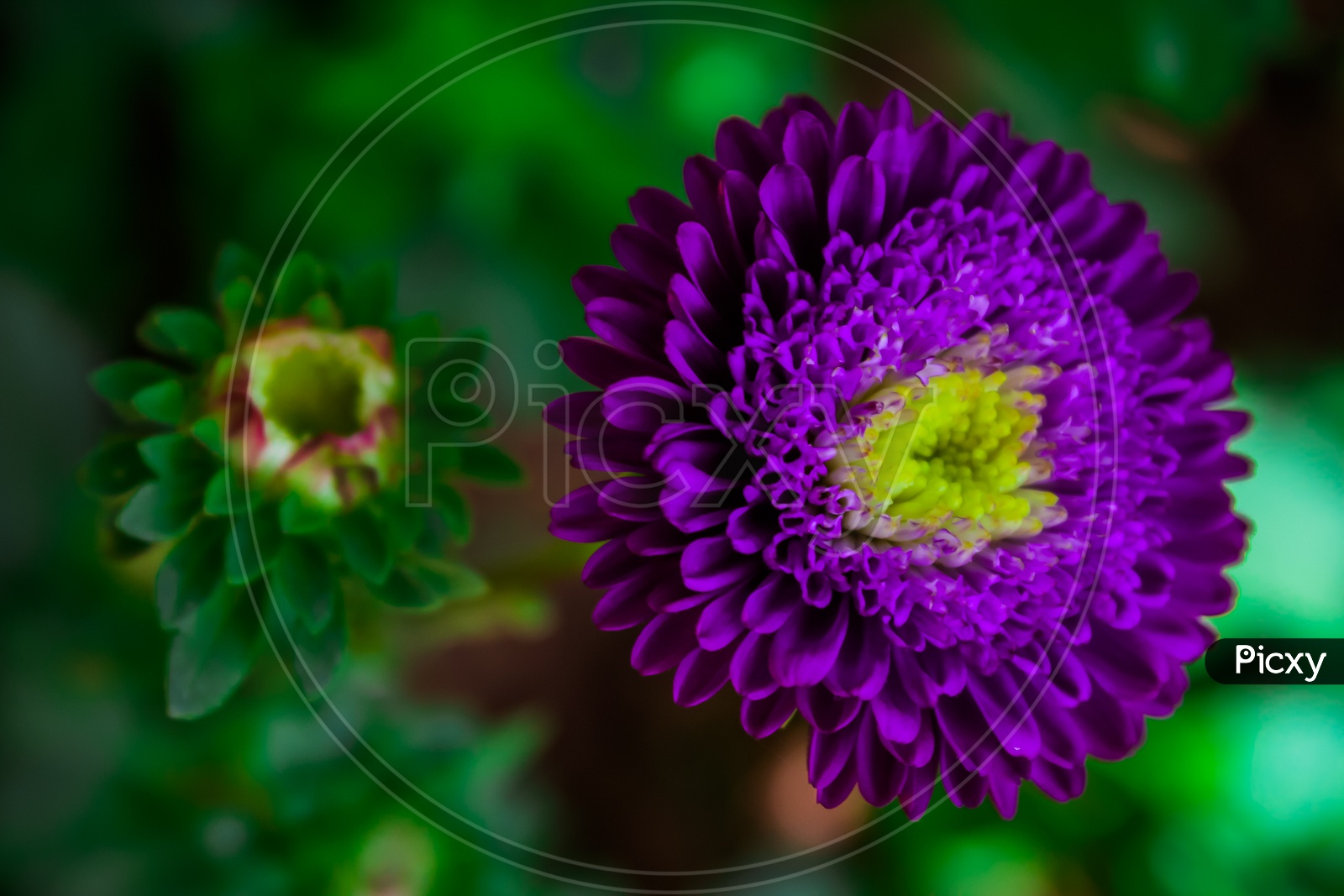 Purple Aster Kurenai Flower
