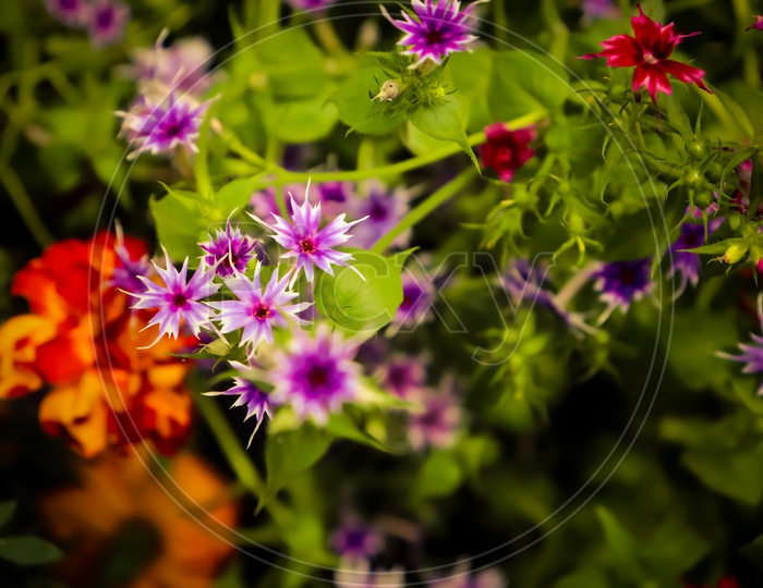 Purple Star Phlox Flowers