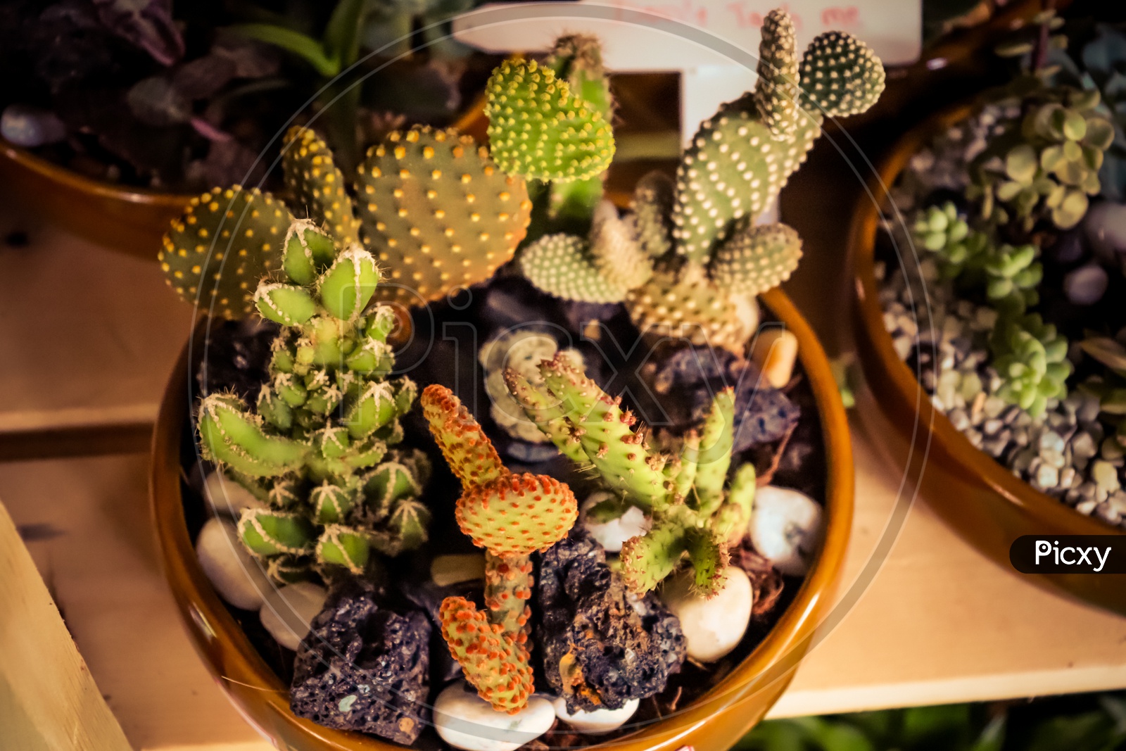 Cactus plants in pot