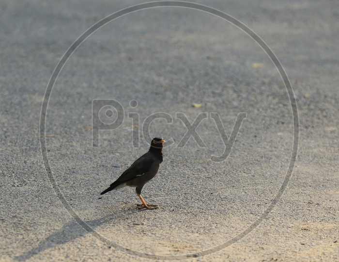 Myna on the Road