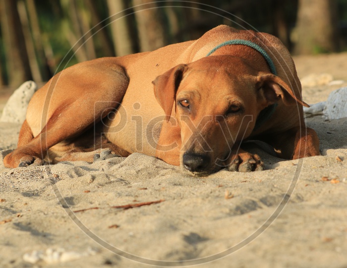 Resting dog on the beach