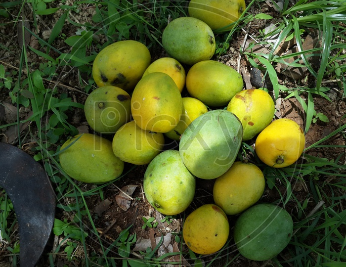 Mango in farm closeup