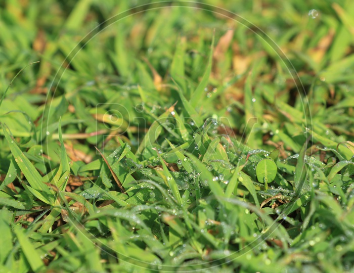 Dew/water droplets on green grass
